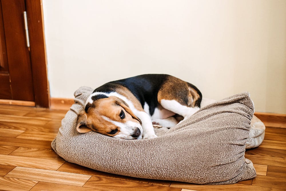 A beagle dog is lying on a crumpled brown dog bed on a wooden floor, resting its head and looking toward the camera—perhaps waiting for its next visit to the vet. The background features a plain light-colored wall and a wooden door.