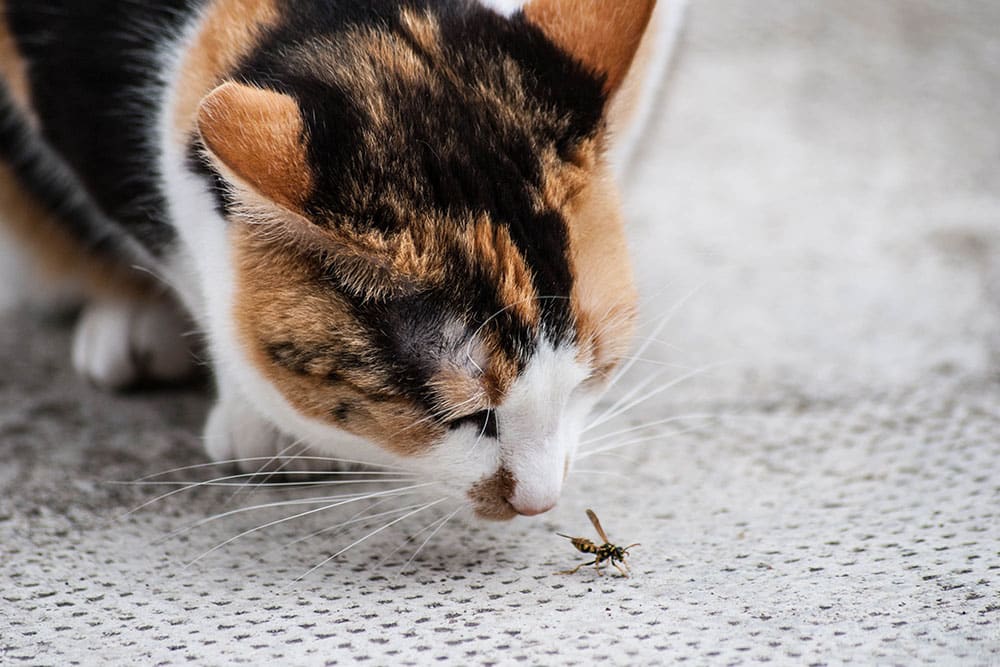 A calico cat closely sniffs a wasp on a textured gray surface, both intently focused on each other.