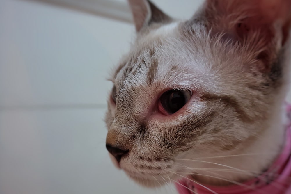 Close-up of a cat with light fur and dark stripes, wearing a pink collar. The cat's left eye appears red and irritated, and it is looking towards the left side of the image. The background is out of focus.