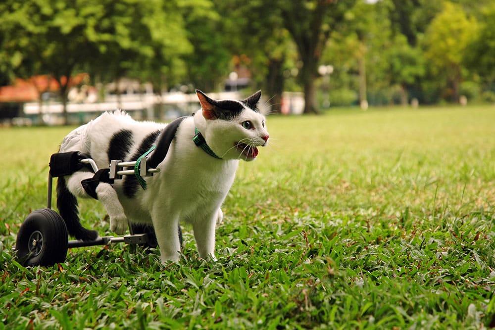 A black and white cat wearing a green harness uses a wheelchair for its hind legs while standing on grassy ground in a park, with trees and blurred background.