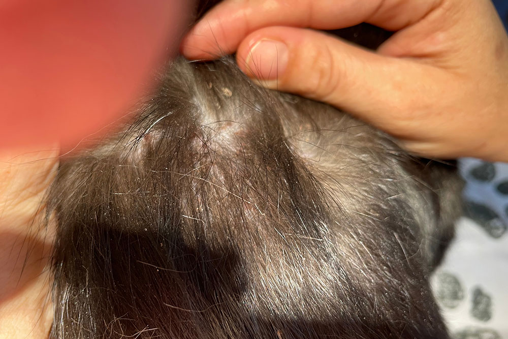 A close-up of a person parting dark hair to reveal the scalp, showing a small, light-colored spot or flake near the roots. The scene resembles how a veterinarian or vet might examine an animal's coat for signs of skin conditions.