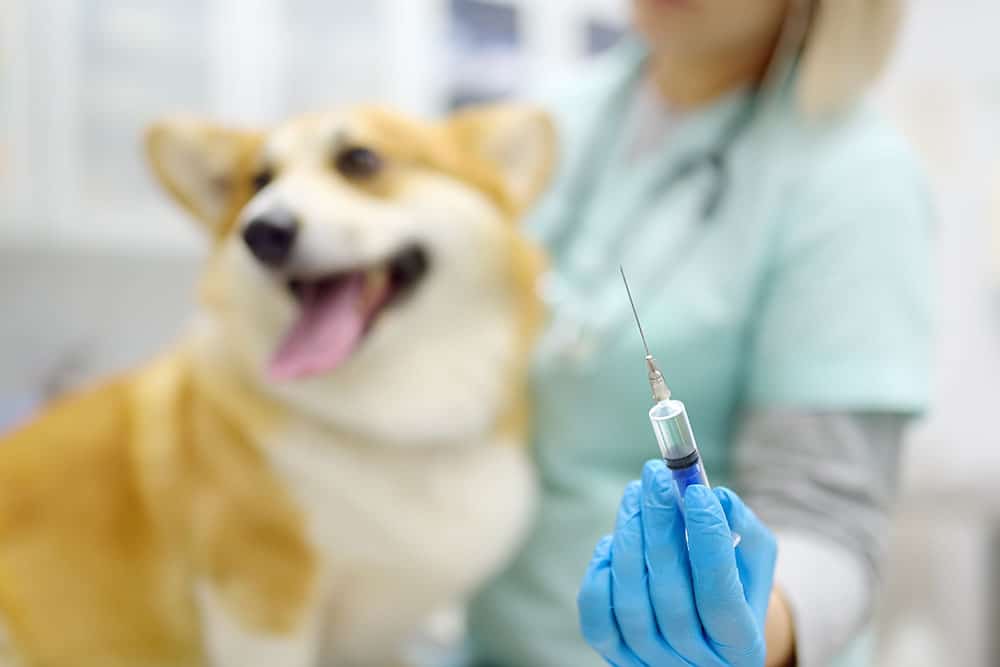 A veterinarian wearing blue gloves holds a syringe, with a happy corgi dog sitting on the exam table in the background. The focus is on the syringe; both the vet and dog are slightly blurred.
