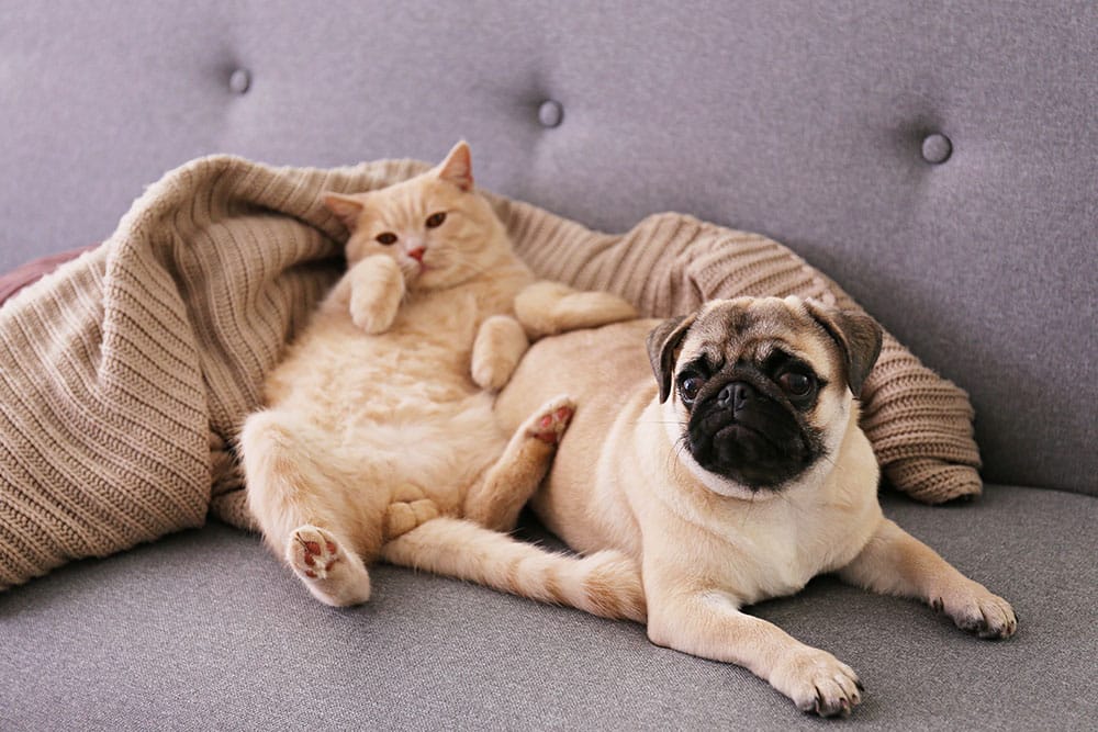 A tan cat lounges on a gray couch next to a fawn-colored pug, with a knitted beige blanket partially covering the cat. Both animals appear relaxed and comfortable, showcasing the kind of cozy companionship any veterinarian loves to see.