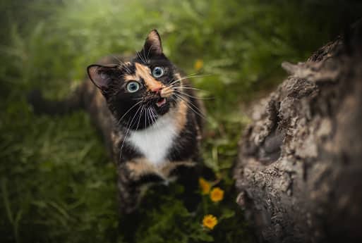 A calico cat with bright blue eyes and its tongue sticking out is standing on grass near a tree trunk, looking up. Yellow flowers are visible in the background.