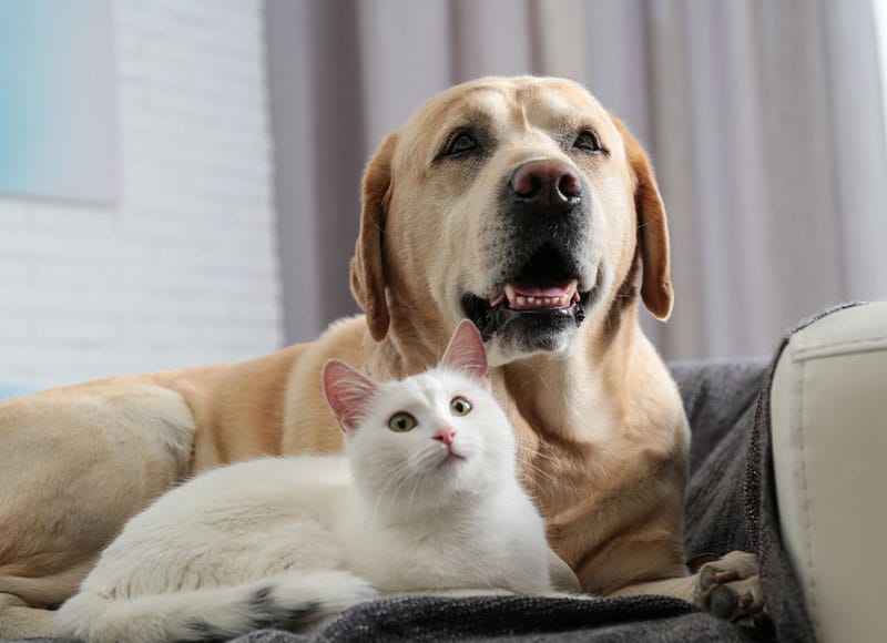 A yellow Labrador retriever and a white cat are lying together on a gray blanket, both looking up. The background shows a couch and light-colored curtains.