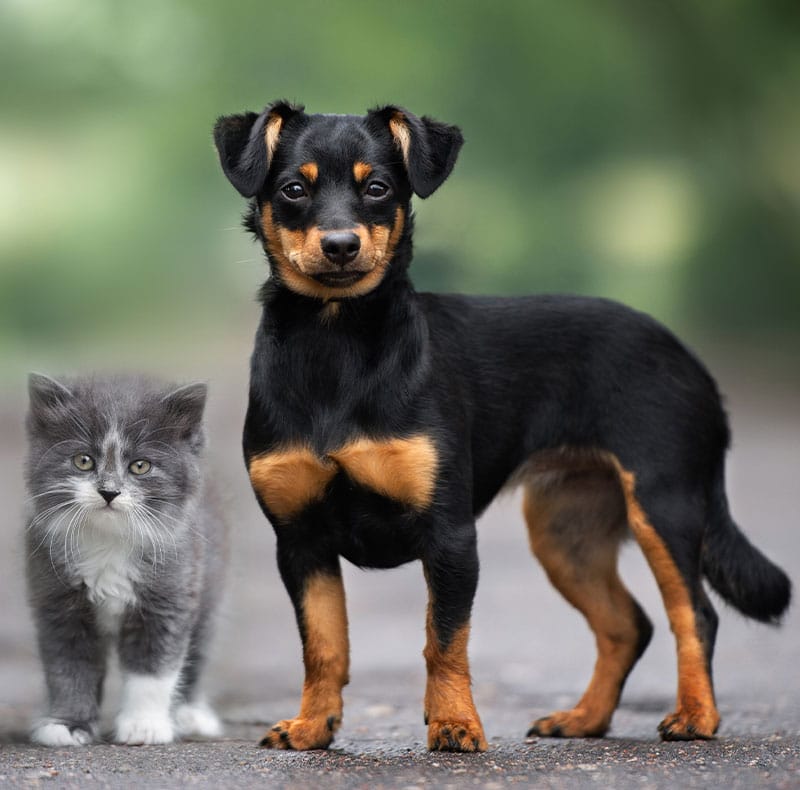 A fluffy gray and white kitten sits next to a black and tan puppy standing on a path, with a blurred green background.