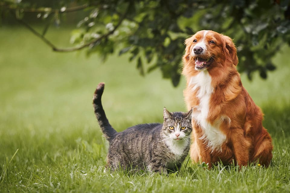 A tabby cat and a brown dog sit together on green grass outdoors, with a tree and leafy branches in the background. Both animals are looking toward the camera.