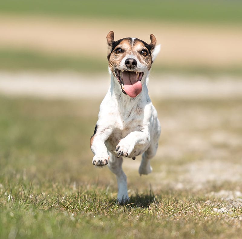 A small, happy dog with brown and white fur runs toward the camera on a grassy field, tongue out and ears perked up, with a blurred background.