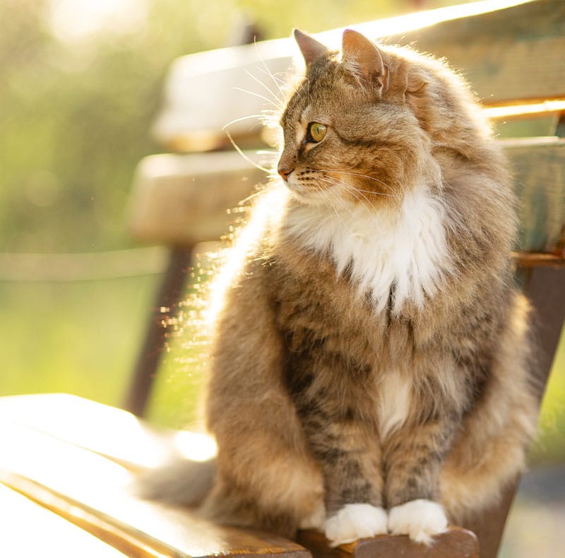 A fluffy brown and white cat with yellow-green eyes sits on a wooden bench outdoors, looking to the left. Sunlight softly illuminates its fur, creating a warm and peaceful atmosphere.