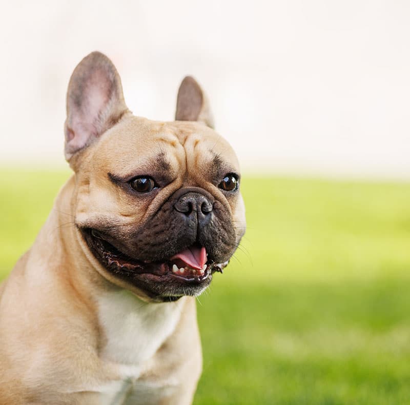 A light brown French Bulldog sits on green grass, looking slightly to the side with its mouth open and tongue showing, against a blurred outdoor background.