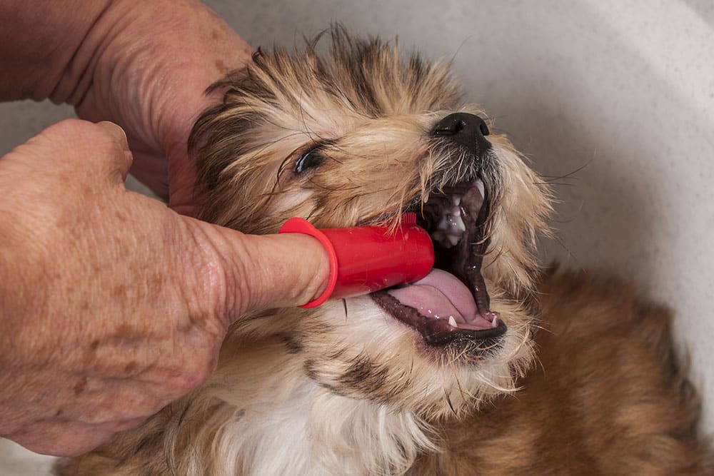 A person, possibly a veterinarian, uses a red finger brush to clean the teeth of a small, fluffy dog with light brown and white fur. The dog’s mouth is open wide during the brushing.