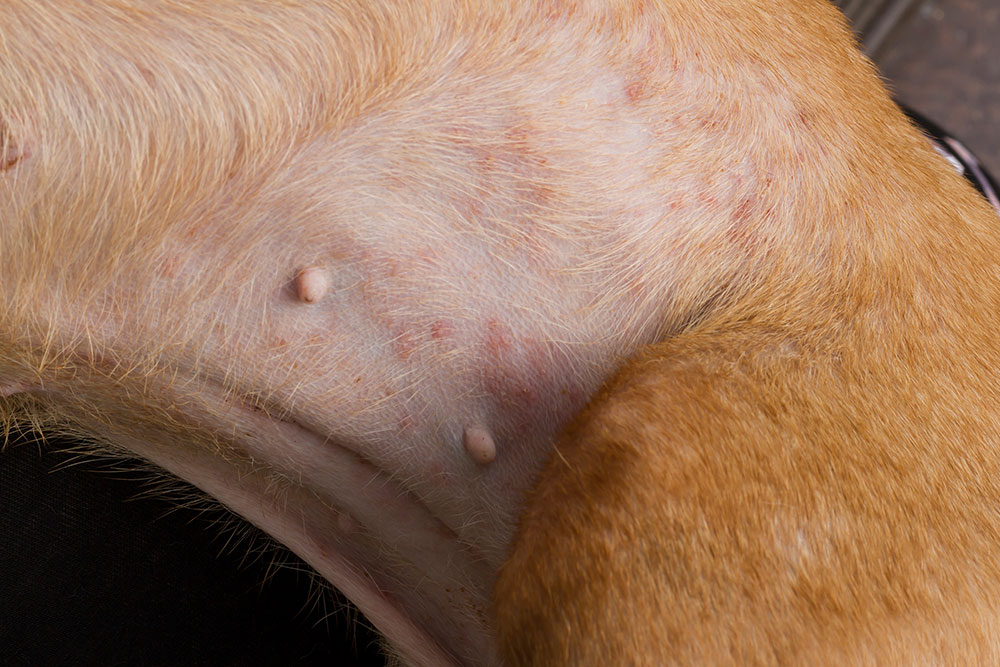 Close-up of a dog’s belly showing nipples and some patches of red, irritated skin with short, light brown fur—conditions that may require a vet’s attention.