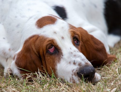 How Can Surgery Improve Comfort for Pets With Entropion or Ectropion?