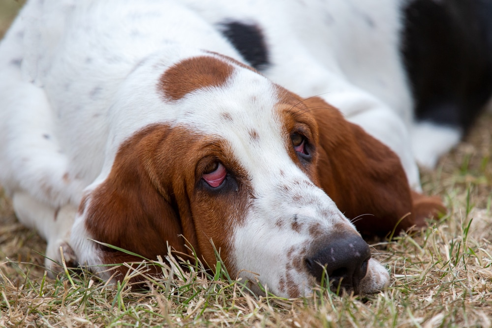 A basset hound with long ears and droopy eyes lies on dry grass, looking slightly upwards with a gentle, relaxed expression.