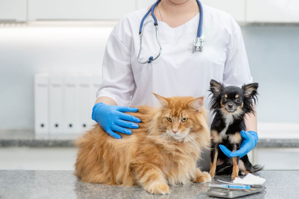 A veterinarian in gloves stands behind a large orange cat and a small black-and-tan dog on an exam table in a vet clinic.