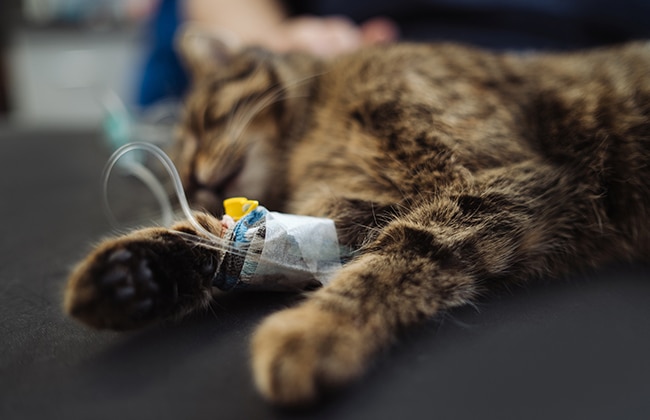 A brown tabby cat lies on its side with an intravenous (IV) line attached to its front leg, wrapped in bandages, suggesting it is receiving medical treatment, possibly at a veterinary clinic.