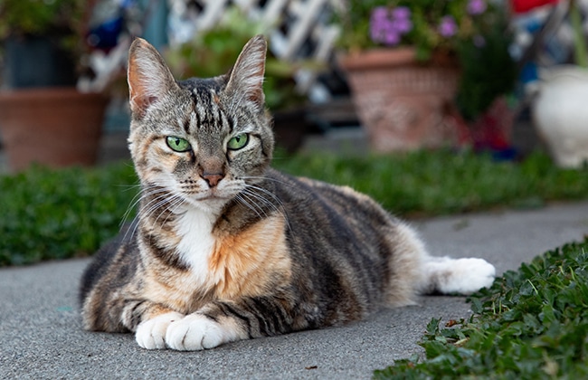 A tabby cat with green eyes lies on a concrete path, surrounded by grass and potted plants in the background. The cat has a white chest and appears relaxed, gazing directly at the camera.