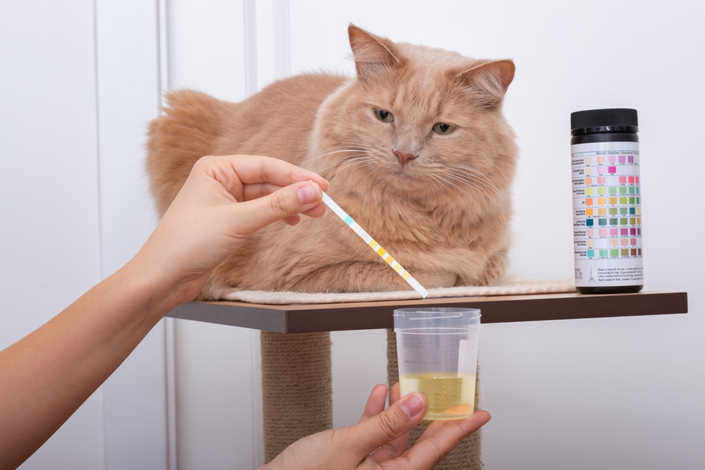 A person holds a test strip and a container of yellow liquid in front of a fluffy orange cat on a perch, as if following veterinarian advice. A bottle of test strips is nearby, likely for testing the cat's urine.