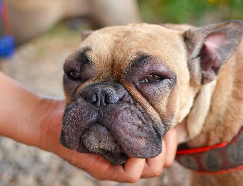 When Do Hives in a Dog or Cat Become an Emergency Situation?