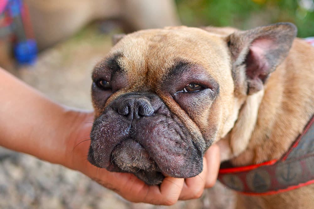 A person gently holds a brown French Bulldog's chin, making the dog’s wrinkled face look squished and relaxed as it gazes forward.