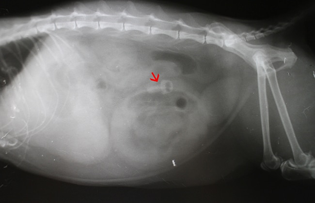 X-ray of an animal’s abdomen, likely a cat or small dog, showing a red arrow pointing to a round, dense object inside the body, possibly indicating a foreign object or abnormality.