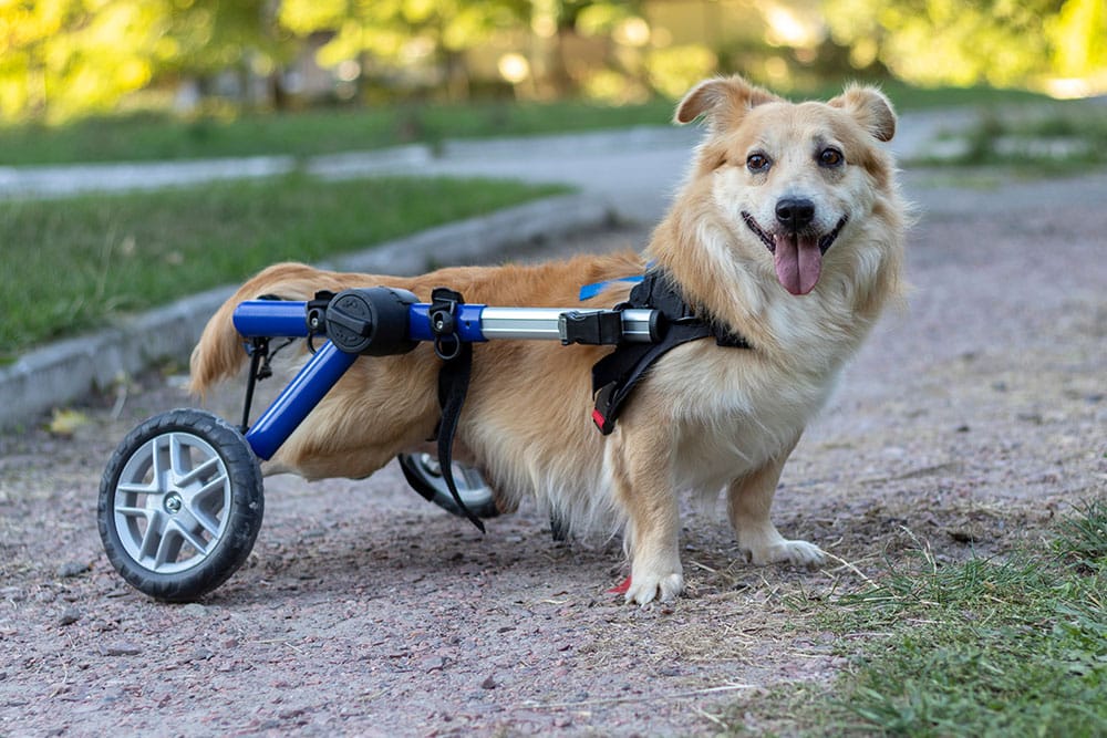 A happy dog with light brown fur uses a wheelchair for its hind legs while standing on a gravel path, with grass and trees in the background.