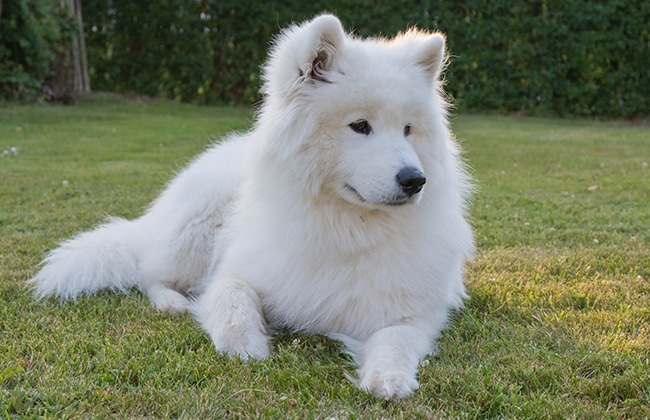 A fluffy white dog with thick fur lies on green grass, looking to the right. There are bushes and trees in the background, suggesting a garden or park setting.