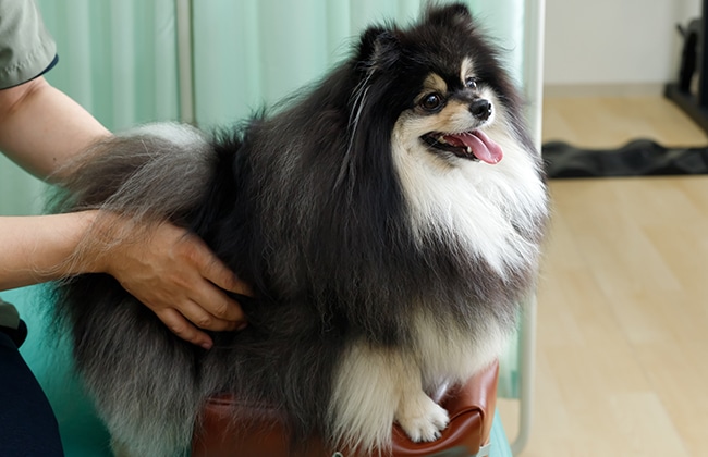 A fluffy black and white Pomeranian dog sits on a stool while a person gently holds its side. The dog looks happy with its tongue out. The background includes light-colored flooring and light green curtains.