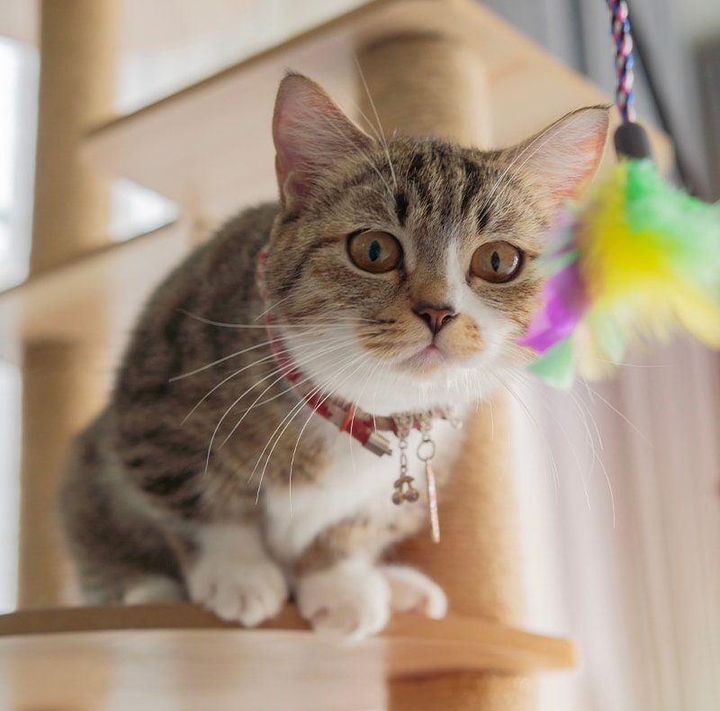 A tabby cat with white paws and chest, wearing a red collar with a bell, crouches on a wooden cat tree, staring intently at a colorful feather toy hanging nearby.