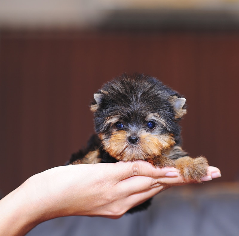 A tiny, fluffy brown and black puppy with round eyes is being gently held in the palm of a person's hand, with a blurred background.