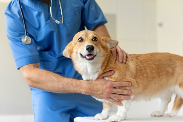 A smiling Corgi dog stands on an examination table while a veterinarian in blue scrubs examines and gently holds the dog in a bright veterinary clinic.