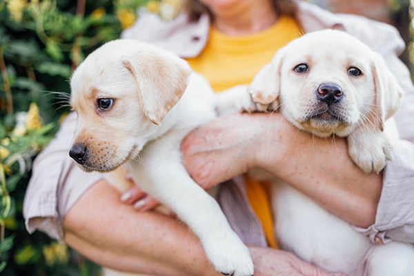A person holding two yellow Labrador Retriever puppies outdoors; one puppy is looking to the side while the other faces forward. The person’s face is not visible.