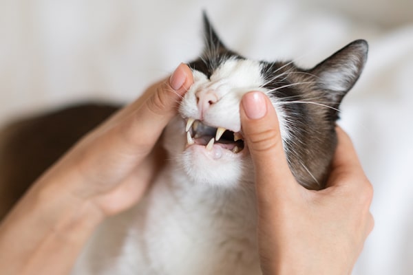 A person gently holding a cat’s face and opening its mouth to show the cat’s teeth. The cat's eyes are closed, and its sharp fangs are visible. The background is soft and out of focus.