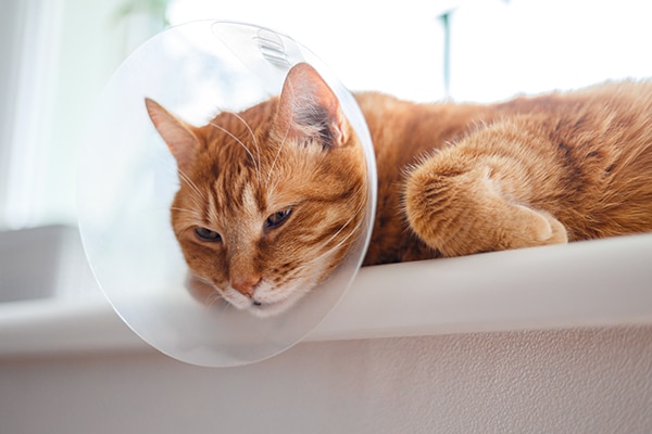 An orange tabby cat wearing a plastic cone collar rests on a white windowsill, looking tired and relaxed. Sunlight filters through the window in the background.