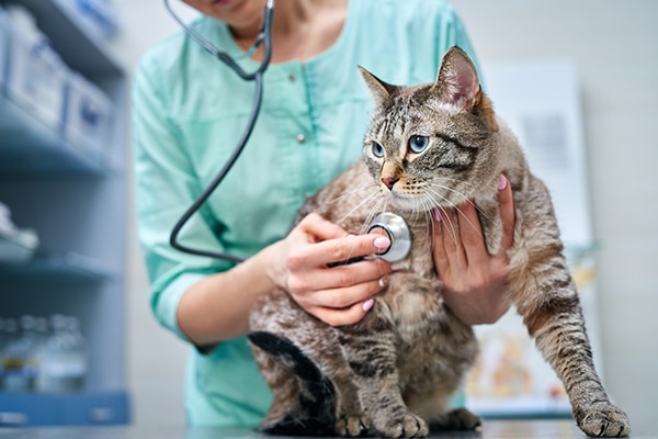 A veterinarian uses a stethoscope to examine a tabby cat sitting on an exam table in a clinic. The vet is gently holding the cat while listening to its chest.