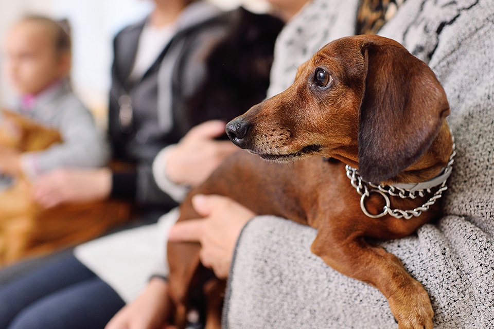 A brown dachshund wearing a chain collar sits on a person's lap, looking to the right. Blurred people and another dog are visible in the background.