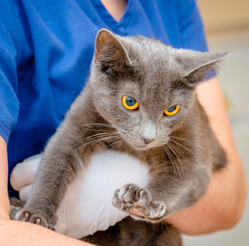 A gray cat with striking yellow eyes is being held gently by a person wearing blue scrubs, suggesting a veterinary or medical setting. The cat looks alert and slightly wary.
