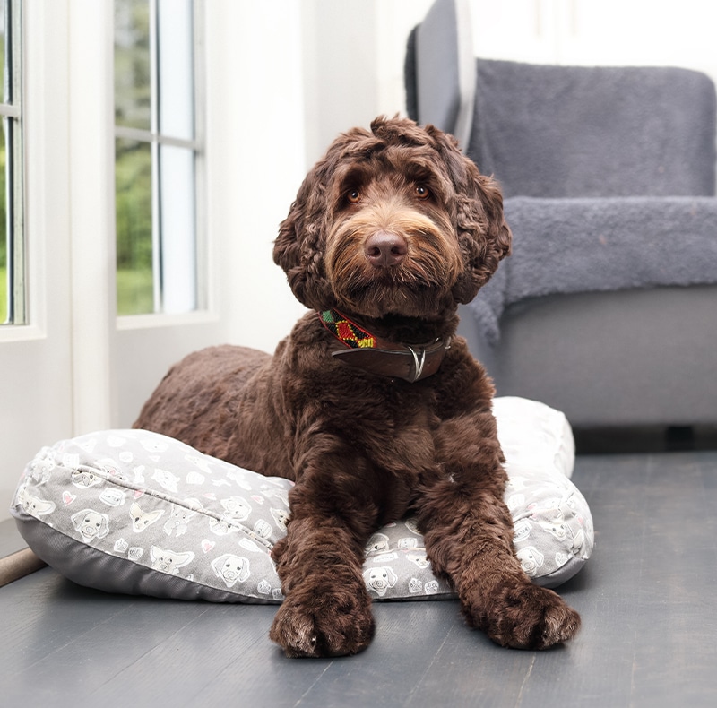 A brown, curly-haired dog with a red collar lies on a gray dog bed with a paw print pattern, indoors near a large window and beside a gray armchair.