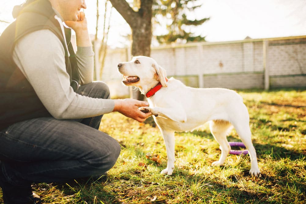 A veterinarian kneels on grass and holds the paw of a happy yellow Labrador Retriever wearing a red collar. The scene is outdoors with sunlight and trees in the background.