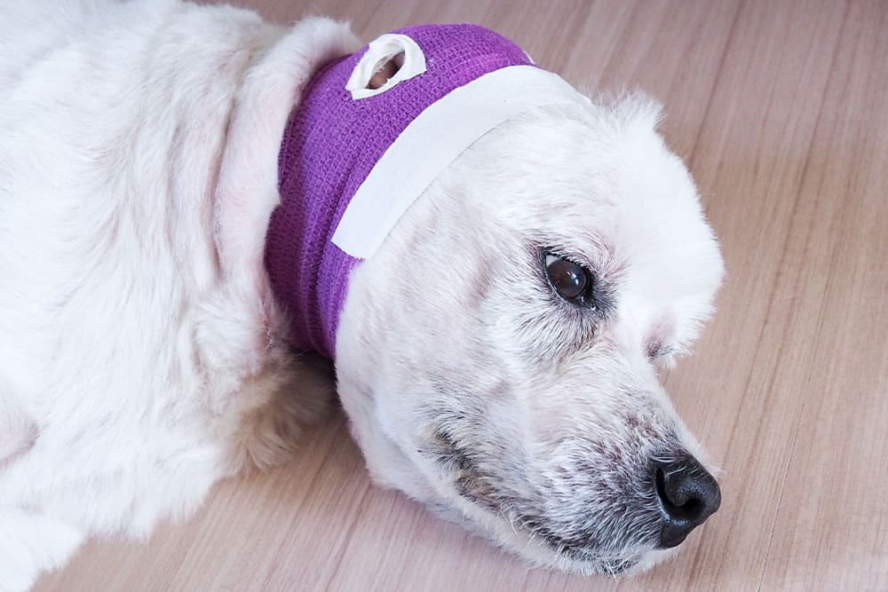 A white dog lies on its side with a purple bandage and white tape wrapped around its head and neck, suggesting it is recovering from a medical procedure or injury. The dog appears calm and resting on a wooden floor.