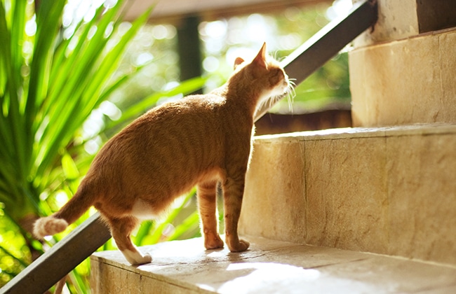 A ginger cat with white paws stands on stone steps beside a metal railing, looking upward. Sunlight filters through green plants in the background, creating a warm, outdoor atmosphere.