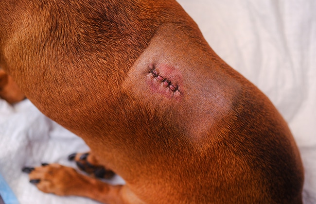 A brown dog with a shaved patch on its back, showing a fresh surgical wound closed with stitches. The dog is lying on a white surface.