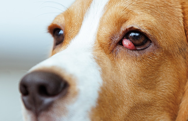 Close-up of a brown and white dog with a red, swollen lower eyelid, showing symptoms of an eye condition known as cherry eye.