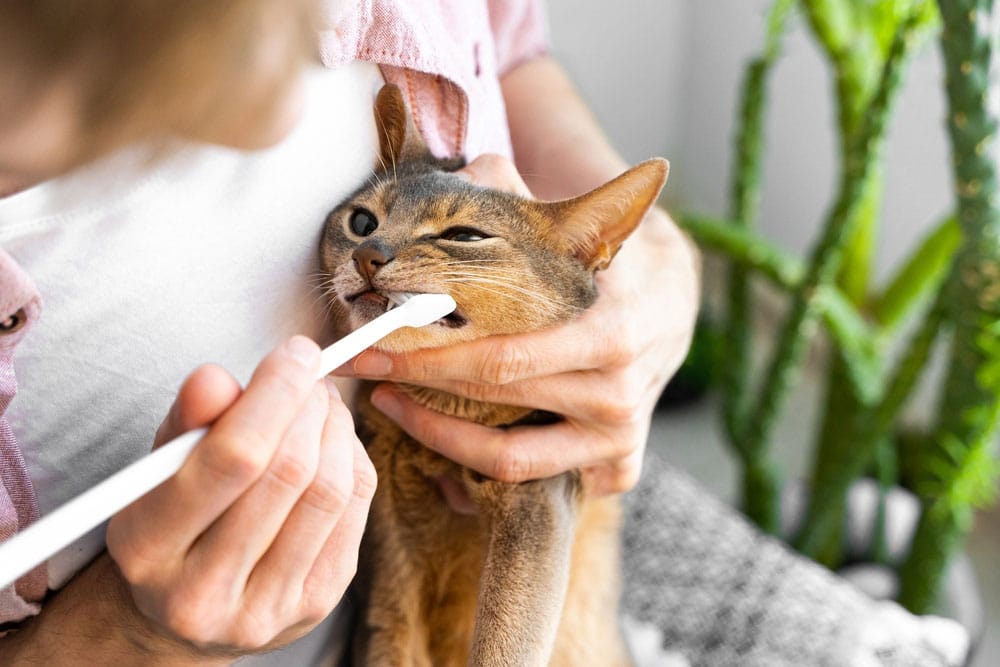 A person gently brushes a brown cat's teeth with a white toothbrush while holding the cat in their arms, similar to how a vet might care for pets. The cat looks relaxed, and a green plant is visible in the background.