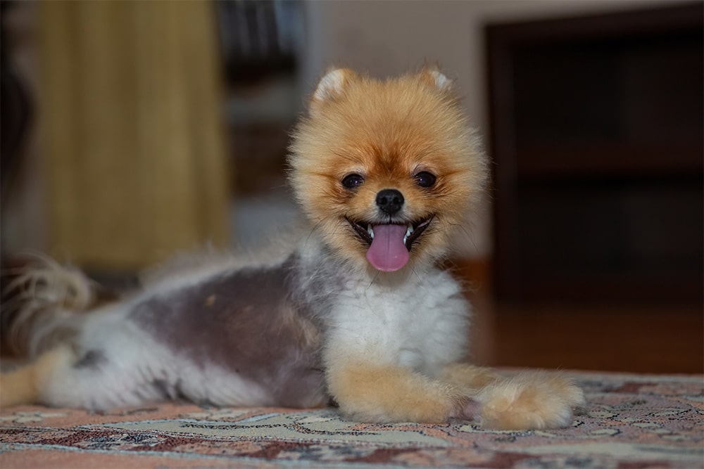 A small, fluffy dog with a tan face and paws lies on a patterned carpet indoors, panting with its tongue out and looking at the camera. The dog appears to have a recent haircut.