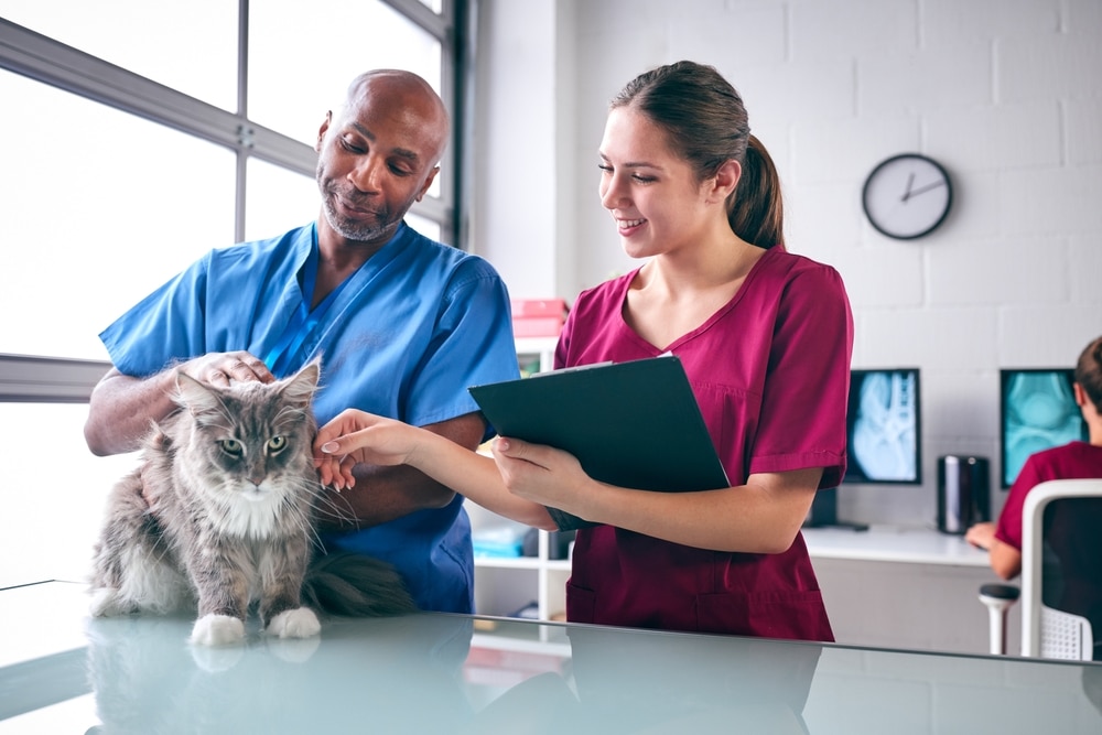 A male and female veterinarian in scrubs examine a fluffy gray cat on an exam table. The woman vet smiles, holding a clipboard, while the man gently pets the cat. X-rays and a computer can be seen in the background.