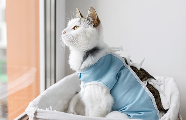 A white and brown cat wearing a light blue recovery suit sits in a cushioned bed by a window, looking outside.