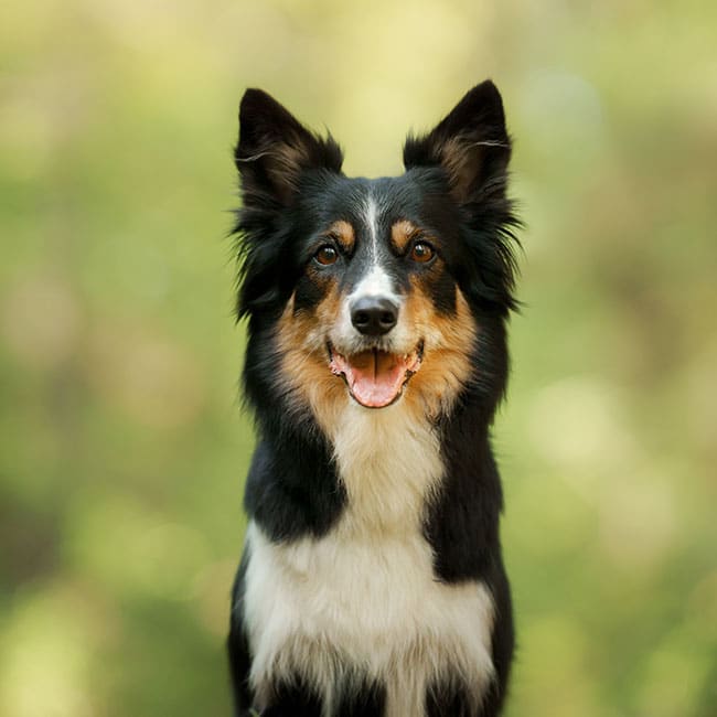 A happy black, white, and tan dog with upright ears sits outdoors in front of a blurred green background, looking at the camera with its mouth open and tongue out—like it's just returned from a visit to the vet.