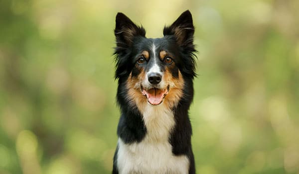 A black, white, and tan dog with upright ears is sitting outdoors, looking directly at the camera with its mouth open in a happy expression—just like a pup ready for a treat at the vet. The background is blurred greenery.