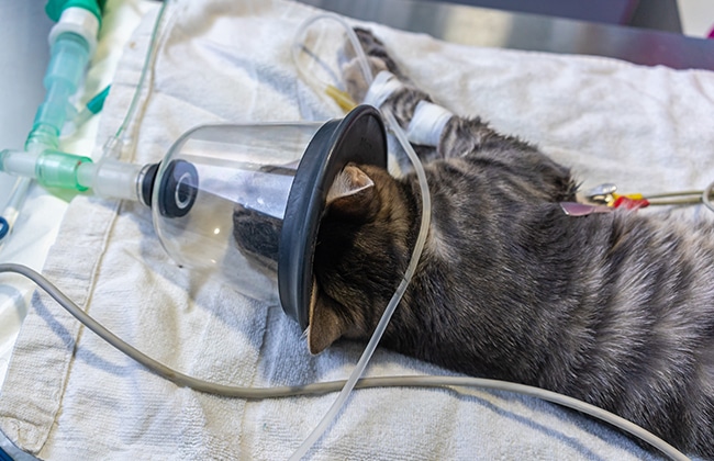 A tabby cat lying on a towel receives anesthesia through a clear gas mask at a veterinary clinic, with medical tubes and equipment visible nearby.